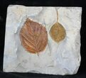 Two Fossil Leafs (Zizyphoides, Davidia) - Montana #35737-1